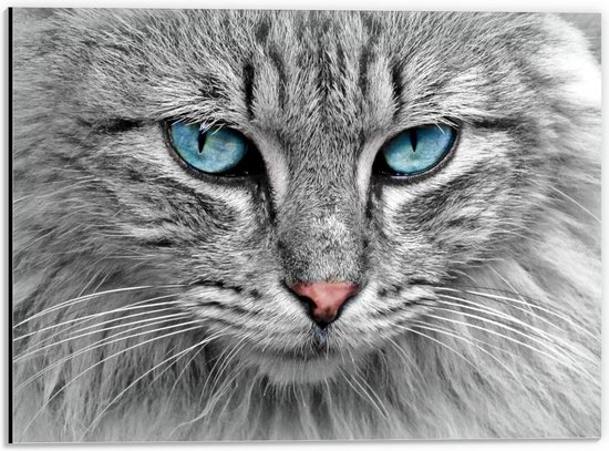 Dibond - Grijze Kat met Blauwe Ogen - 40x30cm Foto op Aluminium (Met Ophangsysteem)