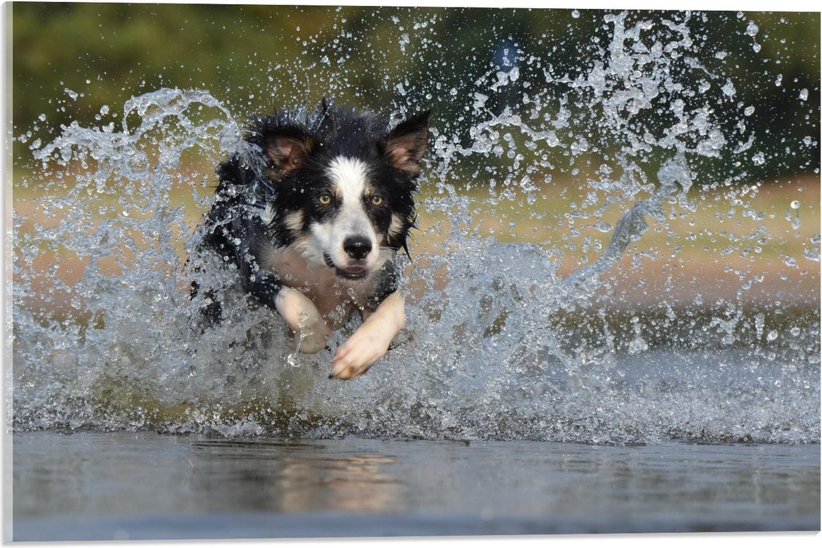 Plexiglas - Hond Springend in Water - 60x40cm Foto op Plexiglas (Met Ophangsysteem)