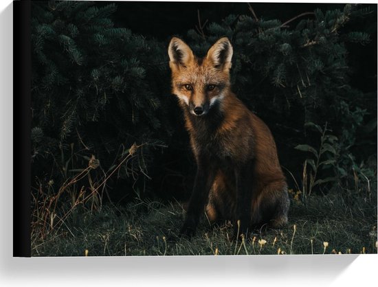 Een vos met bruine en zwarte vacht zit voor een donkere, schaduwrijke conifeer in een bos.