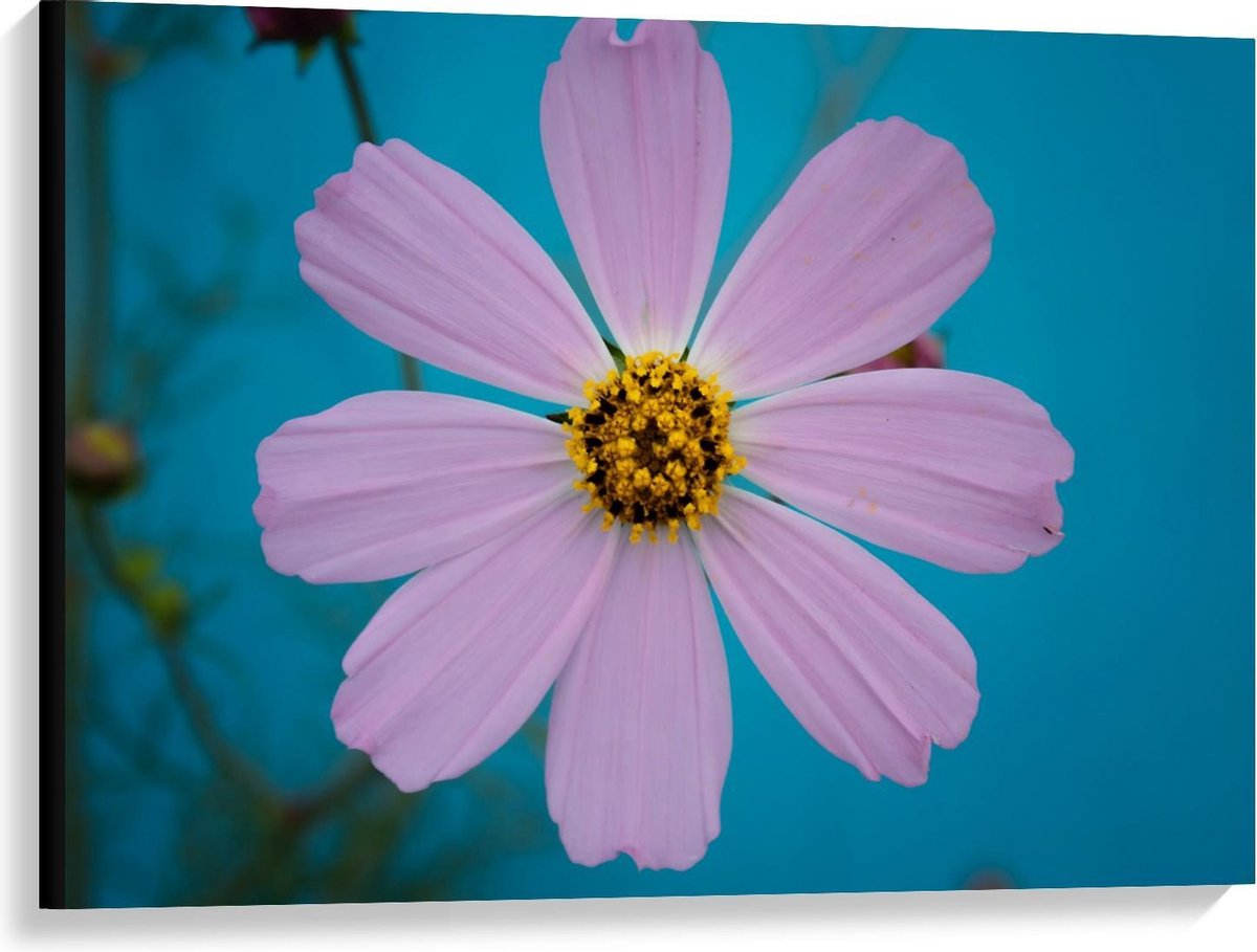 KuijsFotoprint Canvas - Roze fleurige Bloem - 100x75cm Foto op Canvas Schilderij (Wanddecoratie op Canvas) Blauw