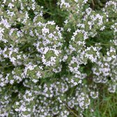 50 x Thymus vulgaris - Tijm in 9x9cm pot met hoogte 5-10cm