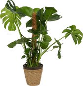 Kamerplant Monstera Deliciosa – Gatenplant ± 80cm hoog – 19cm diameter - in siermand met zwarte rand