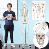 Miadomodo skelet anatomie – skelet – anatomie – hoogte 77 cm – inclusief anatomie poster – verrijdbaar – compleet model