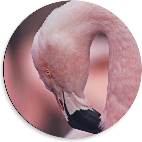 Dibond Wandcirkel - Mooi Gekruld Hoofd van Flamingo - 50x50cm Foto op Aluminium Wandcirkel (met ophangsysteem)