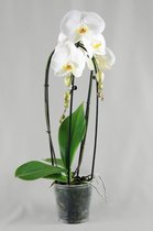 Phalaenopsis cascade wit 2 tak