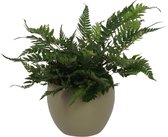 Kamerplant Polystichum Biaristatum – Naaldvaren - ± 25cm hoog – 12 cm diameter - in groene pot