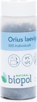 ORIUS LEAVIGATUS 500 |Biologische bestrijdingsmiddel tegen trips|
