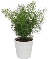 Asparagus Sprengeri - Sierasperge ± 30cm hoog - 12cm diameter - in witte pot