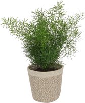 Asparagus Sprengeri - Sierasperge ± 30cm hoog - 12cm diameter - in trendy mand