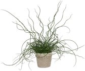 Kamerplant Juncus Liebeslocken – Kurkentrekkersgras - ± 35cm hoog – 12 cm diameter - in trendy mand