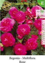 10 knollen BEGONIA MULTIFLORA ROZE