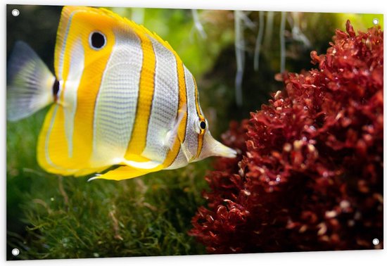 Tuinposter - Geel/Witte Vis met koraal - Foto op Tuinposter (wanddecoratie voor buiten en binnen)