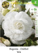 10 knollen DUBBELE BEGONIAS WIT