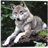 Tuinposter – Wolf tussen Planten op Rots - 50x50cm Foto op Tuinposter  (wanddecoratie voor buiten en binnen)