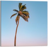 Dibond - Palmboom op Strand met Zee - 50x50cm Foto op Aluminium (Met Ophangsysteem)