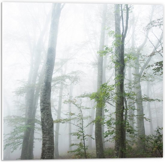 Forex - Mist in het Bos - 50x50cm Foto op Forex