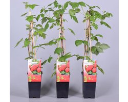 Rubus idaeus Malling Promise Struik in Pot