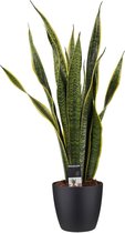 Sansevieria Laurentii met Elho brussels living black