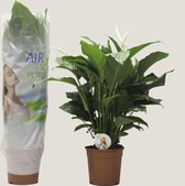 Kamerplant van Botanicly – Lepelplant  – Hoogte: 100 cm – Spathiphyllum Sweet Lauretta