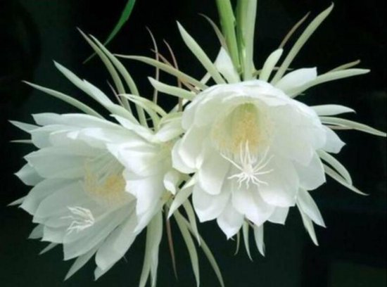 Epiphyllum Oxypetalum Reine De La Nuit Plante Suspendue Plante De Bureau Plante De Bureau Bol Com