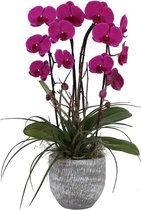 Orchidee Adar Cascade Paars