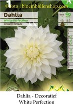 3 knollen DECORATIEF DAHLIA WHITE PERFECTION