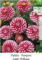 3 knollen POMPOM DAHLIA LITTLE WILLIAM