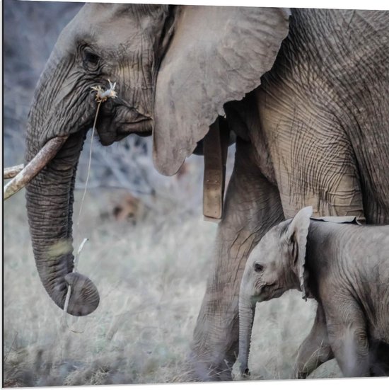 Dibond - Moeder met Baby Olifant - 80x80cm Foto op Aluminium (Met Ophangsysteem)