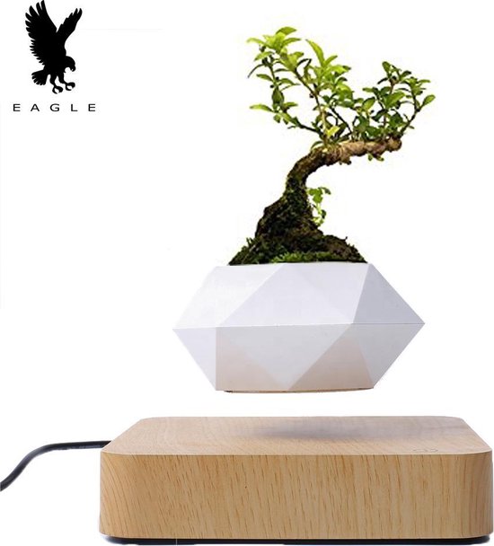 kaart Magazijn hartstochtelijk Zwevende plant - Zwevende bloempot - Zwevende pot - levitating plant – Air  bonsai –... | bol.com