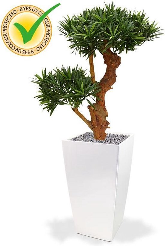Podocarpus Bonsai Deluxe x2 65 cm UV