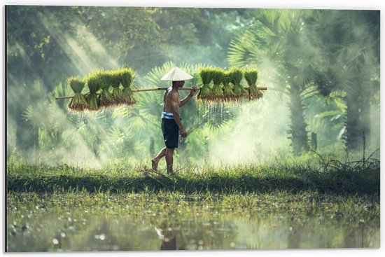 Dibond - Werkende Man op Plantage  - 60x40cm Foto op Aluminium (Met Ophangsysteem)