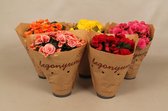 2x Begonia Elatior - Kamerplanten - 1x licht roze (Borias) en 1x paars (Berseba) - kleuren combinatie - twee planten - ⌀14 cm - Hoogte 35cm - Vers uit eigen kwekerij!