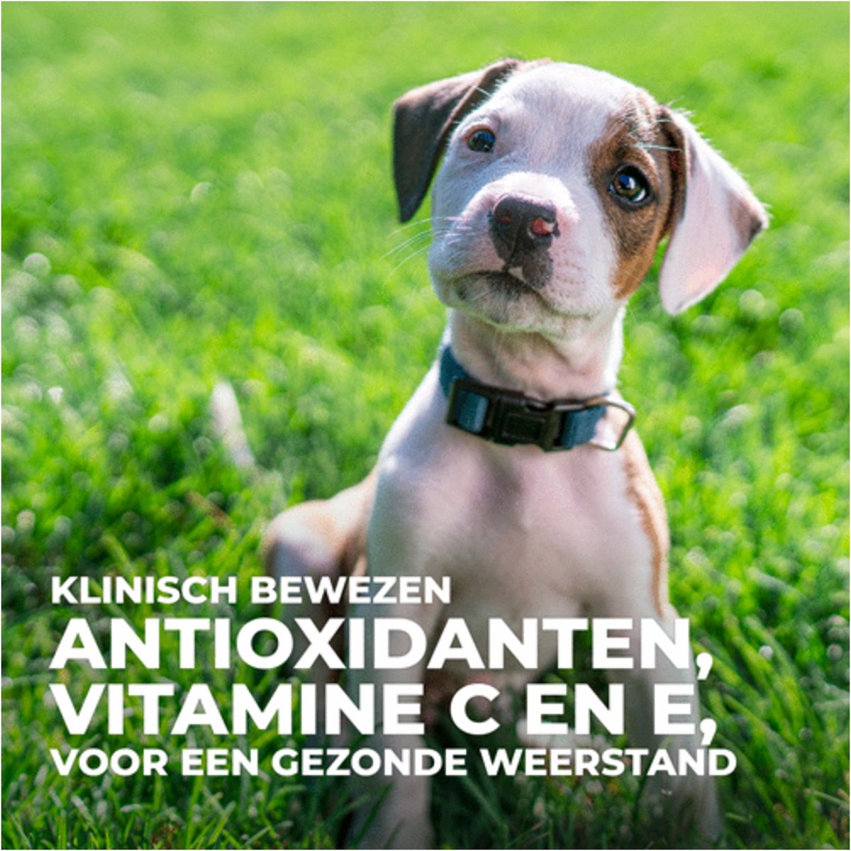 Hill's Canine Puppy Large Breed - Hondenvoer - Kip 12 kg thumbnail 6