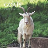 Goats Calendar 2019