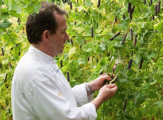 Chef in een tuin die erwten peultjes oogst.