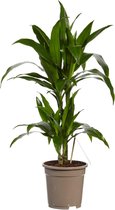 Kamerplant van Botanicly – Drakenboom – Hoogte: 70 cm – Dracaena derem. Janet Craig