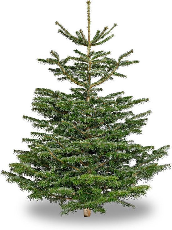 Echte Nordmann kerstboom 175 cm (zonder kluit) | bol.com