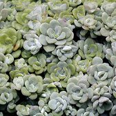 6 x Sedum Spathulifolium 'Cape Blanco' - Vetkruid pot 9x9cm - Vetplant met zilverachtig blad