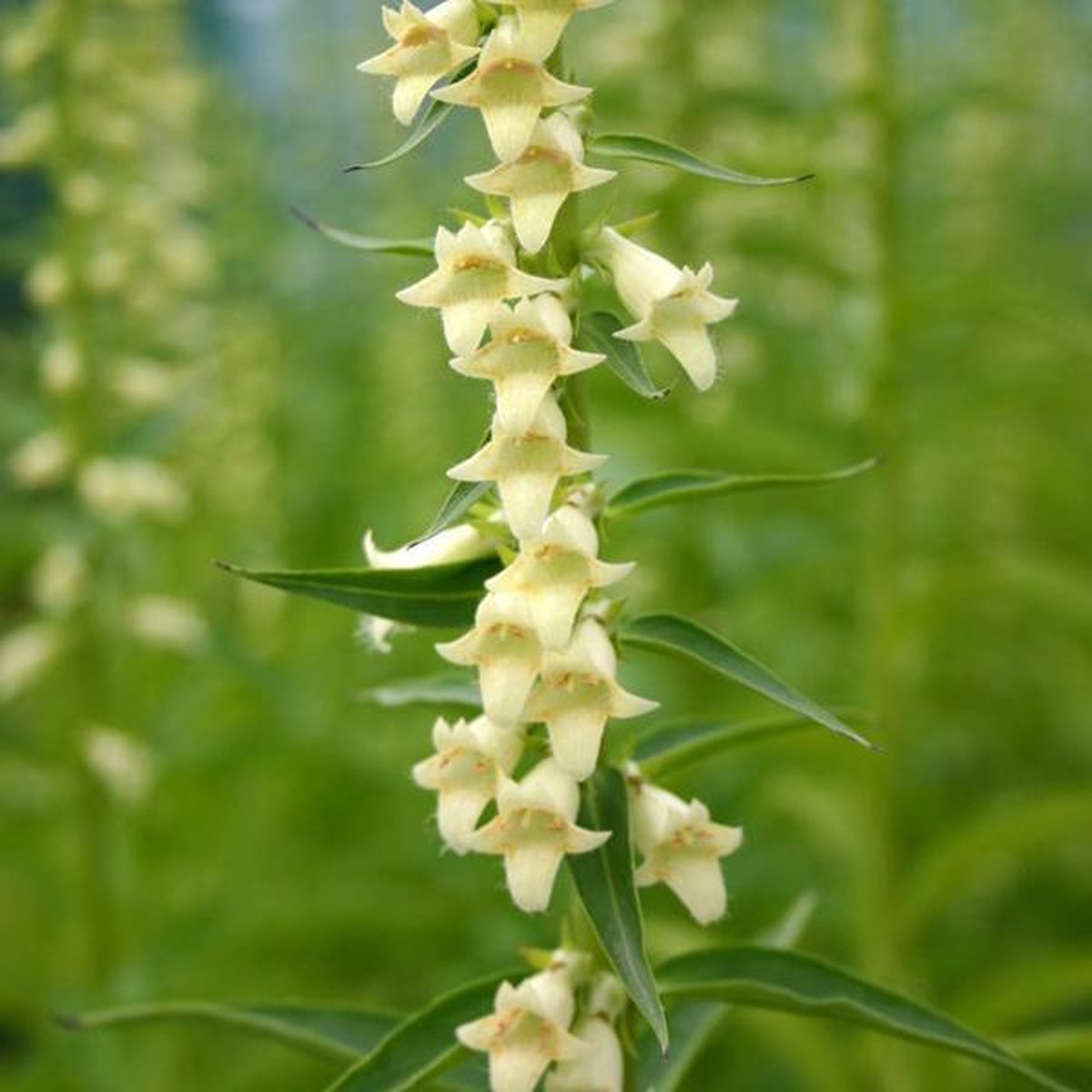 6 x Digitalis Lutea -  Vingerhoedskruid pot 9x9cm