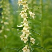 6 x Digitalis Lutea - Vingerhoedskruid Pot 9x9 cm - Geelbloeiende Wilde Plant