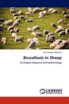Brucellosis in Sheep