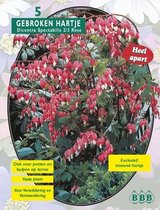 Dicentra Spectabilis per 5 | Vaste plant | Gebroken hartje | roze | Baltus Bloembollen