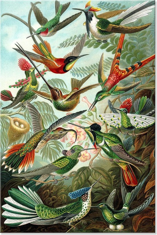 Canvas Schilderij Vogels Botanisch - Ernst Haeckel - Kunstformen der Natur