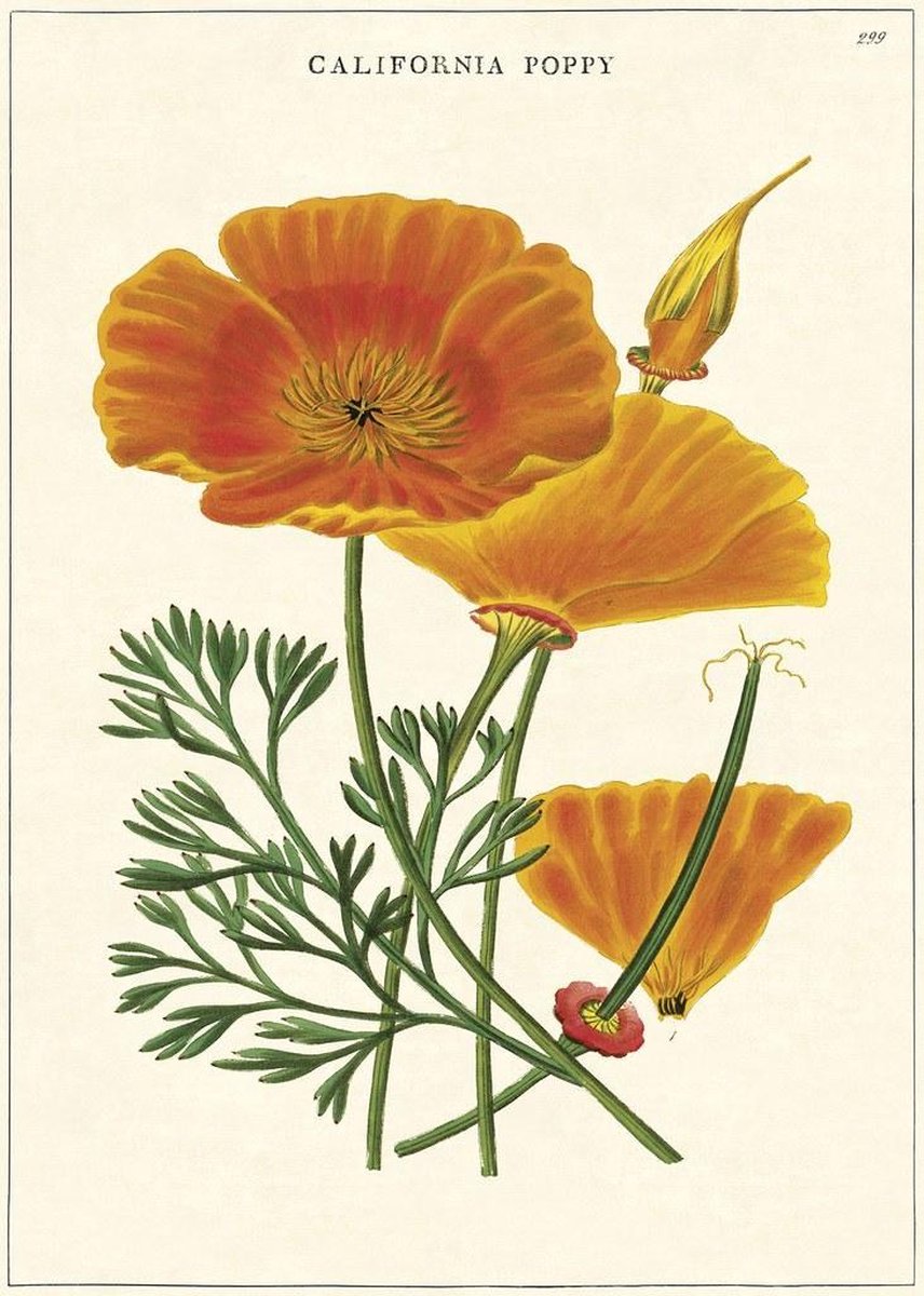 Cavallini & Co Poster California Poppy - Cavallini & Co - Vintage Schoolplaat Multi Color