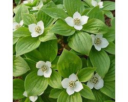 Cornus Alba 'Sibirica' - Kornoelje;Witte kornoelje 60-80 cm pot