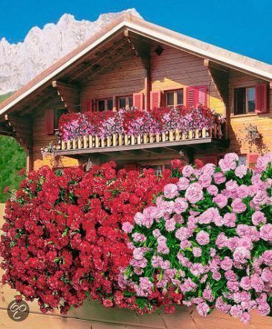 Vul in Clan Saai Bakker Tuin- en balkonplant Tiroler hanganjers | 10 st. (5 rode en 5 roze)  | bol.com