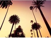 Fotobehang California Palm bomen - 315 x 232 cm - Multi