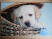 Deurmat 40x60 Labrador Puppy Mand