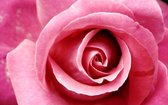 Pink Rose 40x 25 cm
