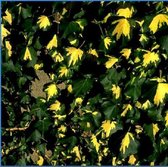 Hedera Helix 'Goldheart' - Klimop - 50-60 cm pot: Wintergroene klimop met opvallend geel-groen blad.